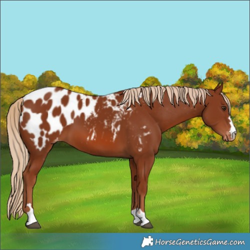 Horse Color:Chestnut Blanket