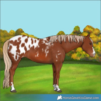Horse Color:Chestnut Blanket 