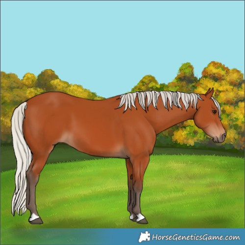 Horse Color:Silver Bay