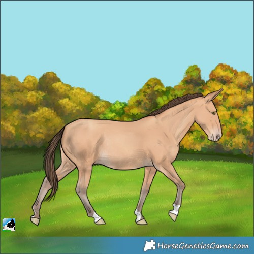 Horse Color:Amber Champagne Rabicano