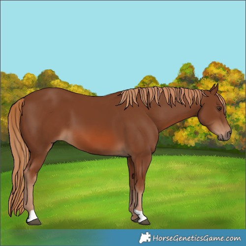 Horse Color:Chestnut 