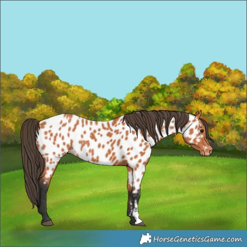 Horse Color:Bay Near Leopard