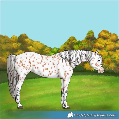 Horse Color:Bay Leopard 
