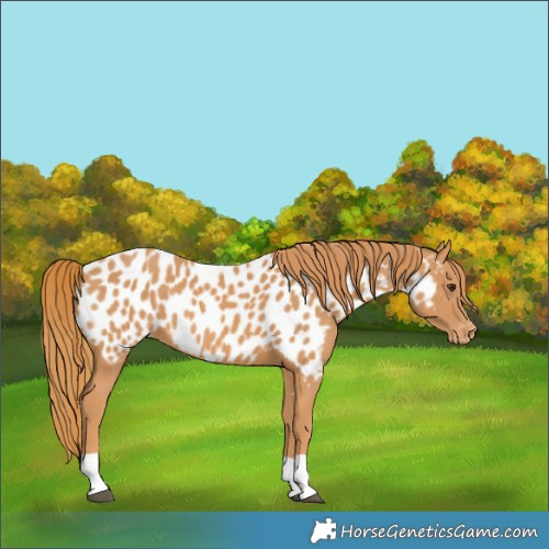 Horse Color:Chestnut Near Leopard 