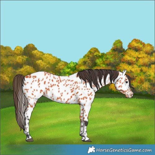 Horse Color:Bay Near Leopard