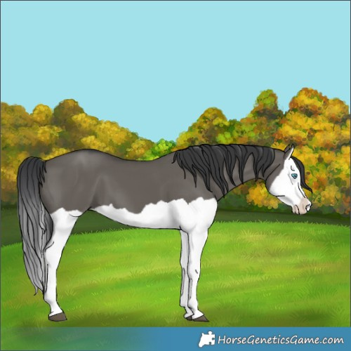 Horse Color:Grullo Splash