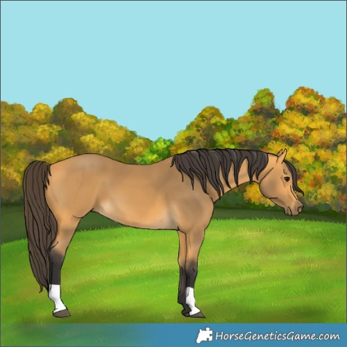 Horse Color:Buckskin