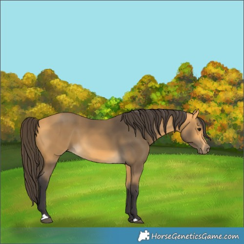 Horse Color:Buckskin 