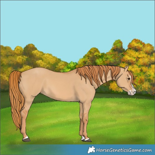 Horse Color:Red Dun Splash