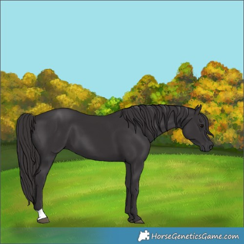 Horse Color:Smoky Black 