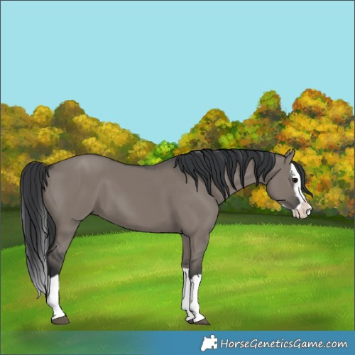 Horse Color:Grullo Splash