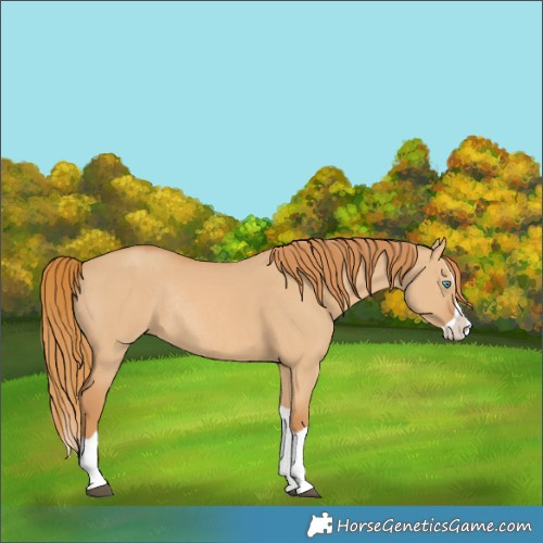 Horse Color:Red Dun Splash Rabicano