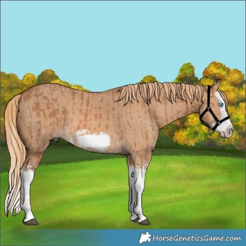 Horse Color:Chestnut Splash Frame  and Red Dun Splash Frame 
