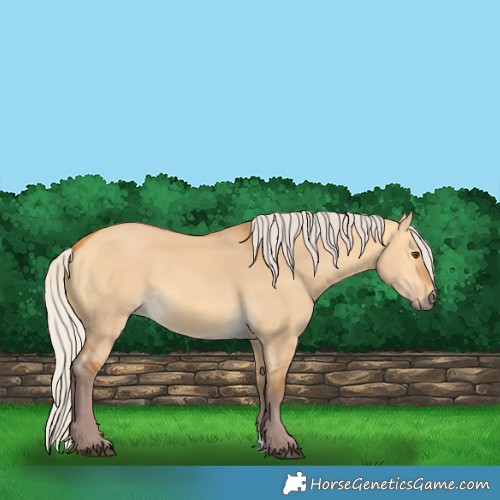 Horse Color:Chocolate Silver Buckskin Dun