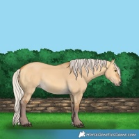 Horse Color:Chocolate Silver Buckskin Dun 