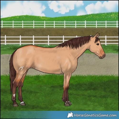 Horse Color:Chocolate Bay Dun 