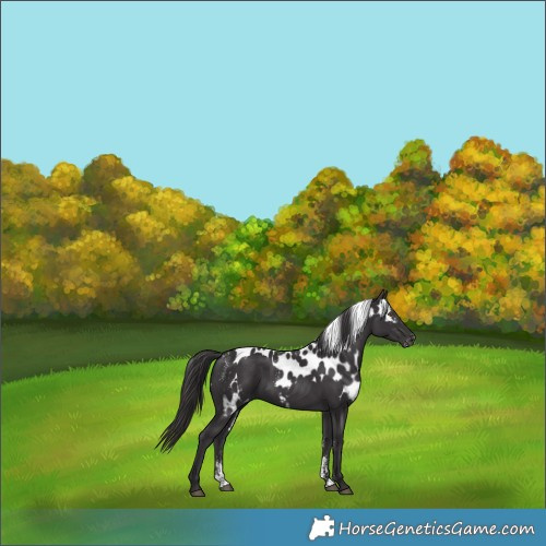 Horse Color:Powder White Smoky Black Skewed Appaloosa 