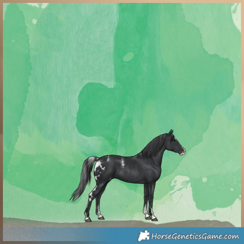 Horse Color:Powder White Black Splash Skewed LP Spotted
