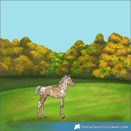 Horse Color:Chocolate Palomino Dun Skewed Appaloosa Brindle 