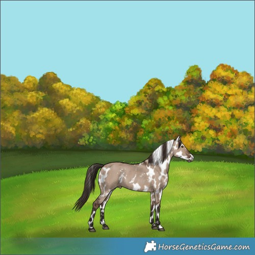 Horse Color:Liver Red Dun Skewed Appaloosa 