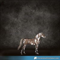 Horse Color:Liver Red Dun Skewed LP Spotted Brindle 