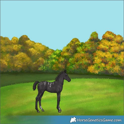 Horse Color:Powder White Smoky Black 