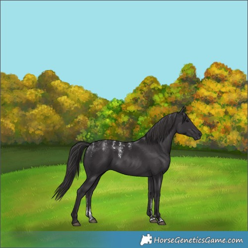 Horse Color:Powder White Smoky Black