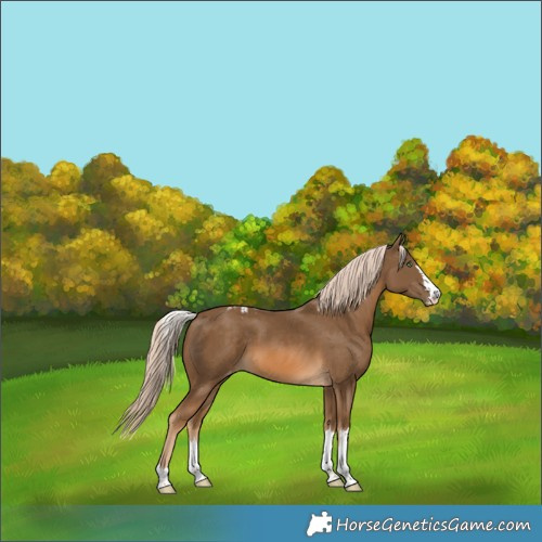 Horse Color:Chocolate Palomino Skewed Appaloosa