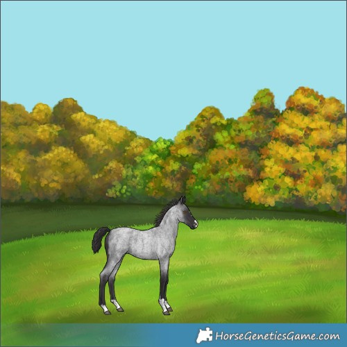 Horse Color:Smoky Blue Roan 
