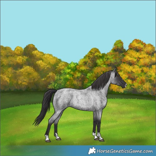 Horse Color:Smoky Blue Roan