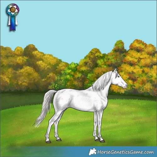 Horse Color:Silver Buckskin Dun Sabino Skewed Appaloosa