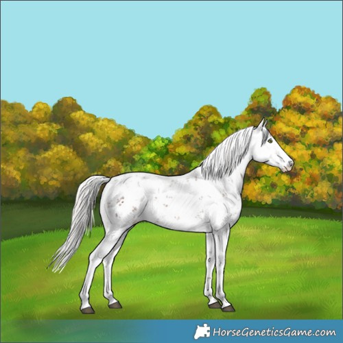 Horse Color:Silver Brown Sabino Skewed Appaloosa