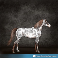 Horse Color:Powder White Liver Red Roan Frame Near Leopard