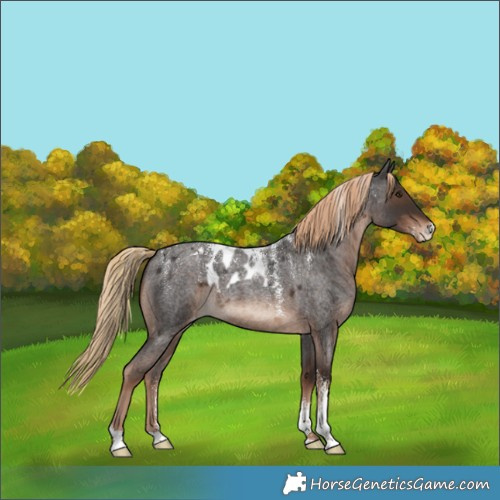 Horse Color:Powder White Liver Red Roan Skewed Appaloosa