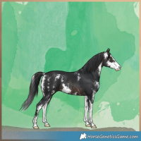 Horse Color:Brown Sabino 