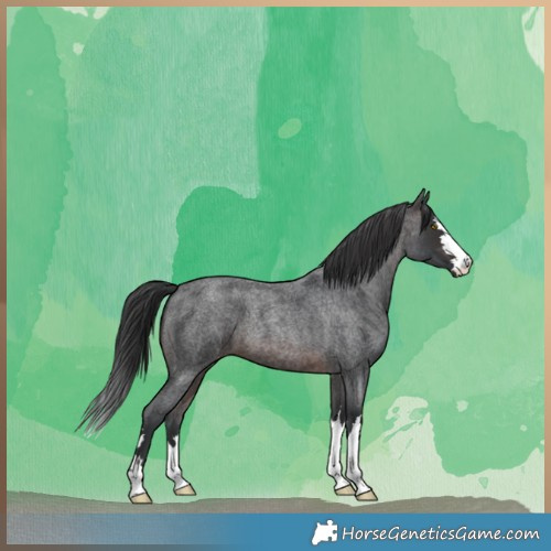 Horse Color:Brown Roan 