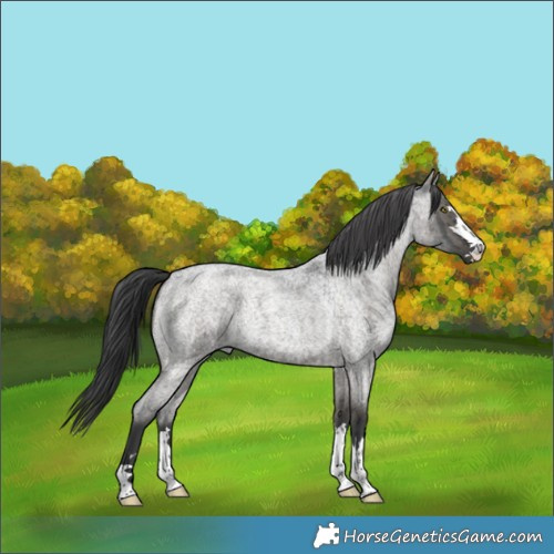 Horse Color:Grullo Roan Brindle