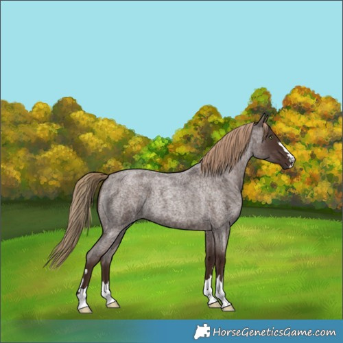 Horse Color:Liver Red Roan