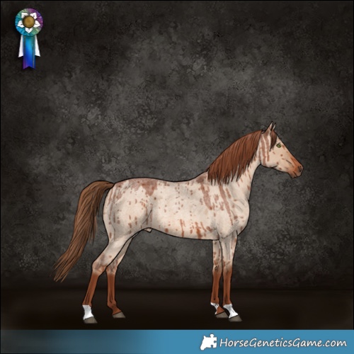 Horse Color:Red Dun Roan Brindle