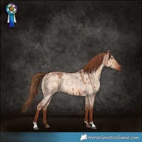 Horse Color:Red Dun Roan Brindle 