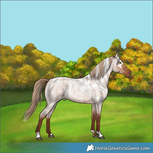 Horse Color:Red Dun Roan Skewed Appaloosa Brindle