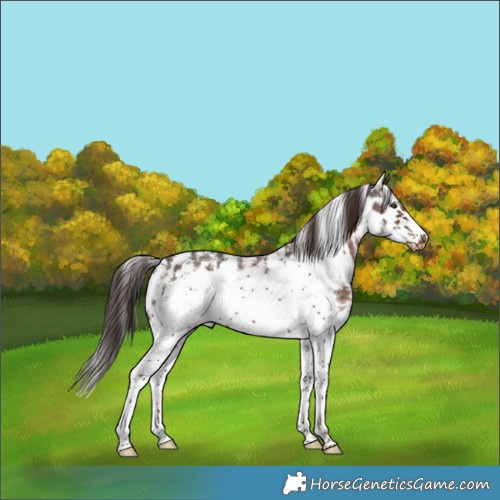 Horse Color:Liver Chestnut Sabino Frame Skewed Appaloosa 