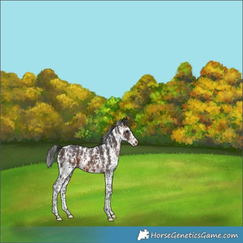 Horse Color:Brown Sabino Skewed Appaloosa 