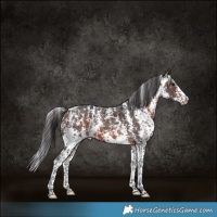 Horse Color:Brown Sabino Skewed LP Spotted 