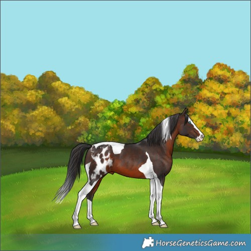 Horse Color:Brown Splash Tobiano Skewed Appaloosa