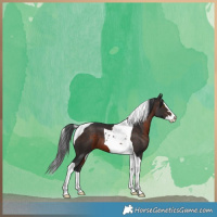 Horse Color:Brown Splash Tobiano