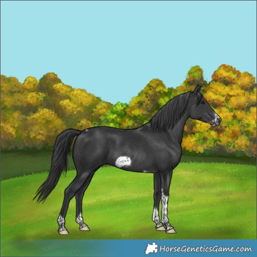 Horse Color:Black Tobiano Frame
