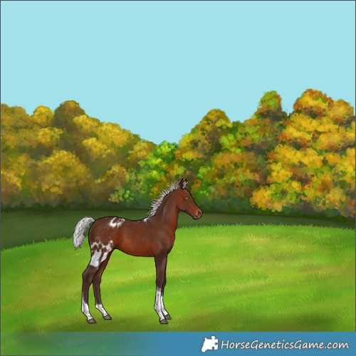 Horse Color:Silver Brown Tobiano Skewed Appaloosa 