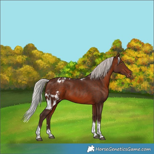 Horse Color:Silver Brown Tobiano Skewed LP Spotted