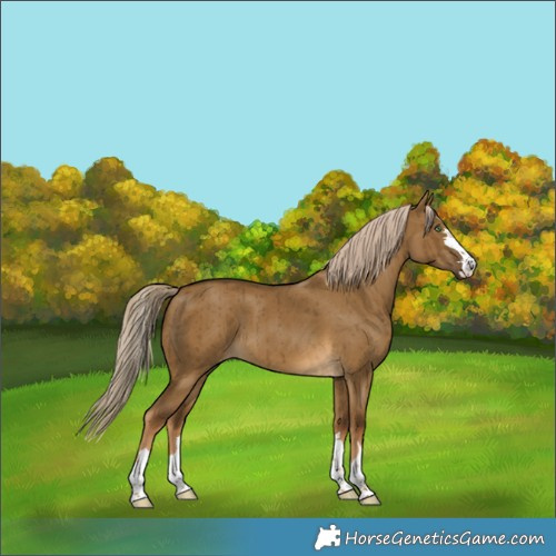 Horse Color:Chocolate Palomino Dun Brindle